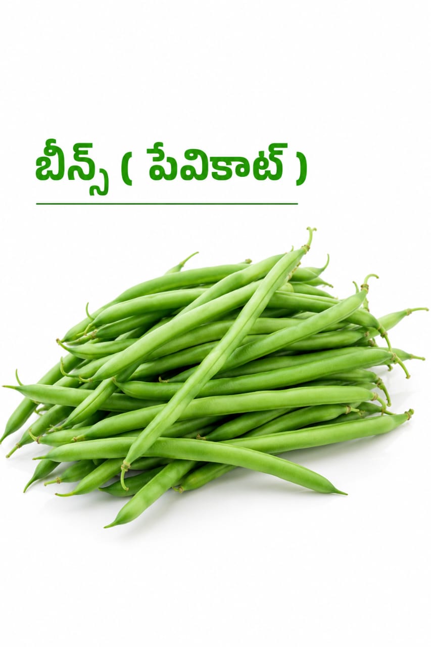 Beans Havicot