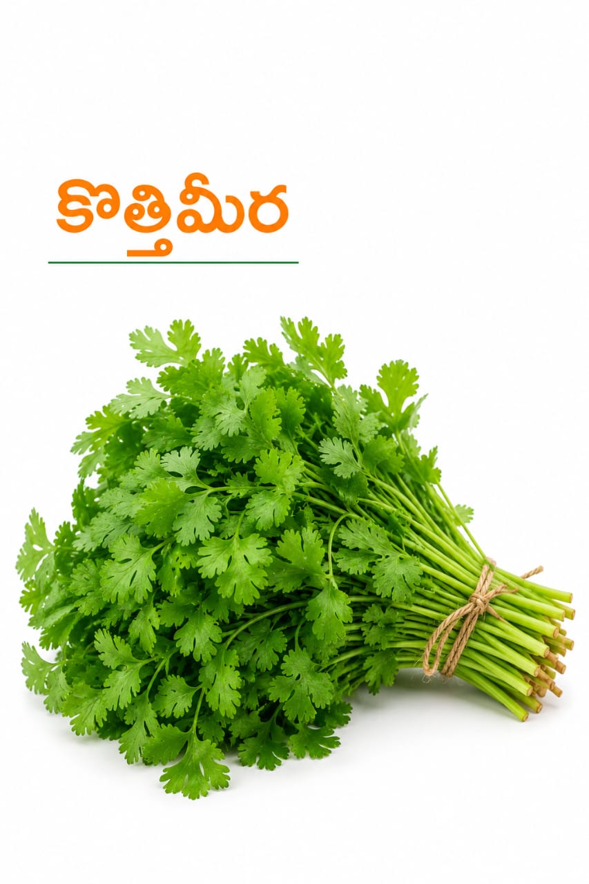 Coriander Leaves